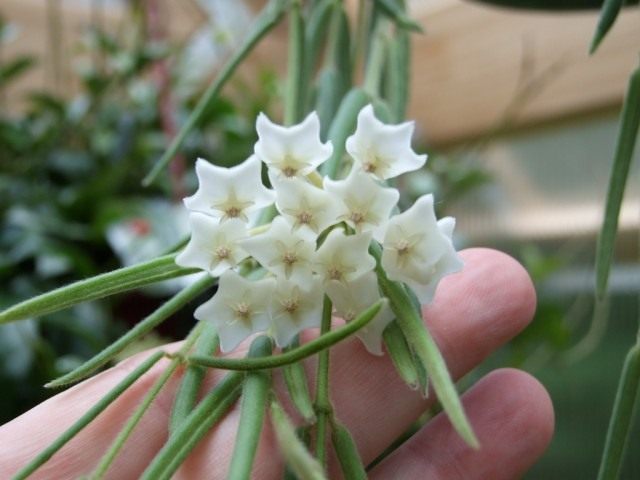 Hoya linearis