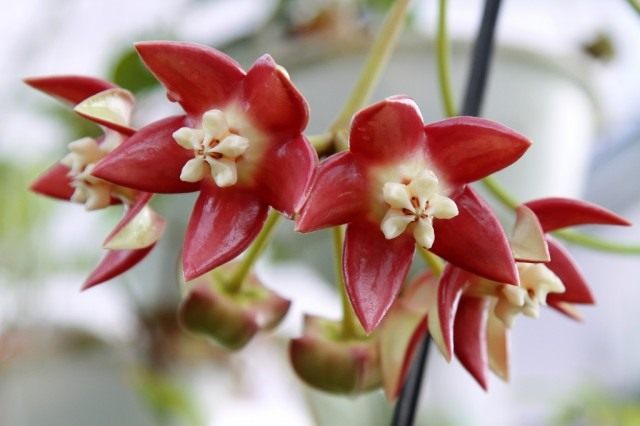 Hoya imperialis