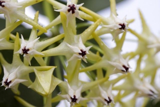 Hoya multiflora