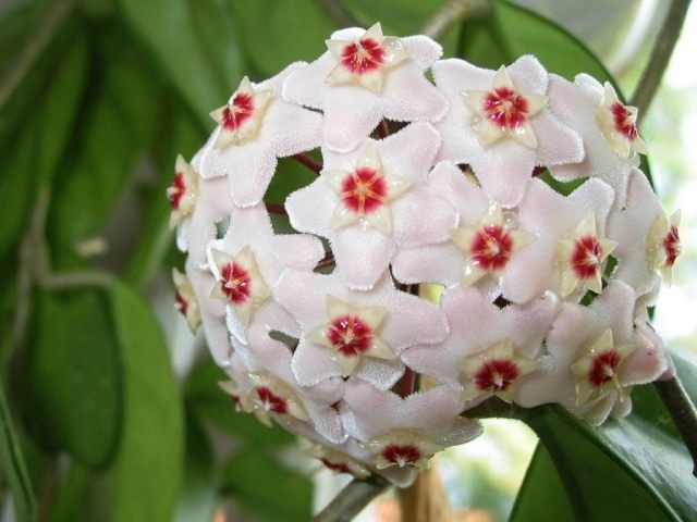 Hoya carnosa