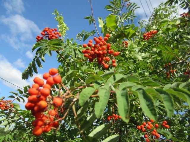 Польза красной рябины для здоровья и способы подготовки ягод