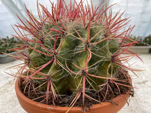 Ferocactus Wislisen