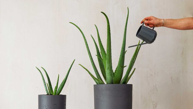 Kesilgan aloe vera bargi