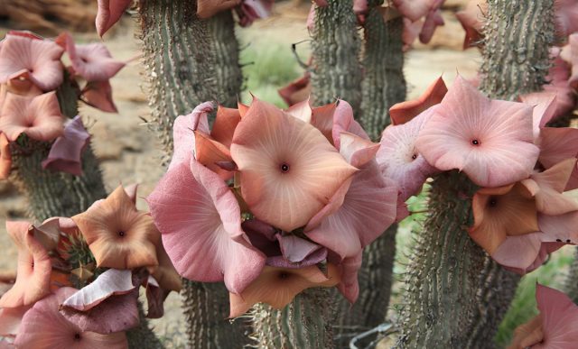 Hoodia gordonii poyalari