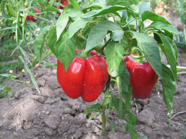 Перец Гогошары