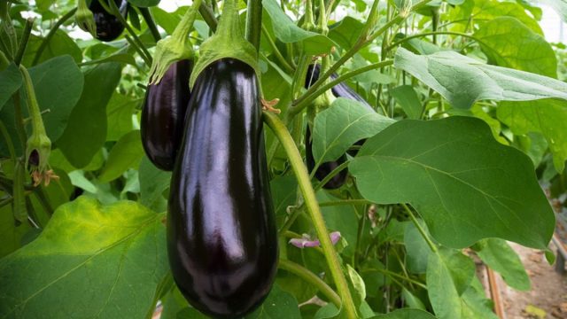 Баклажан Универсал 6