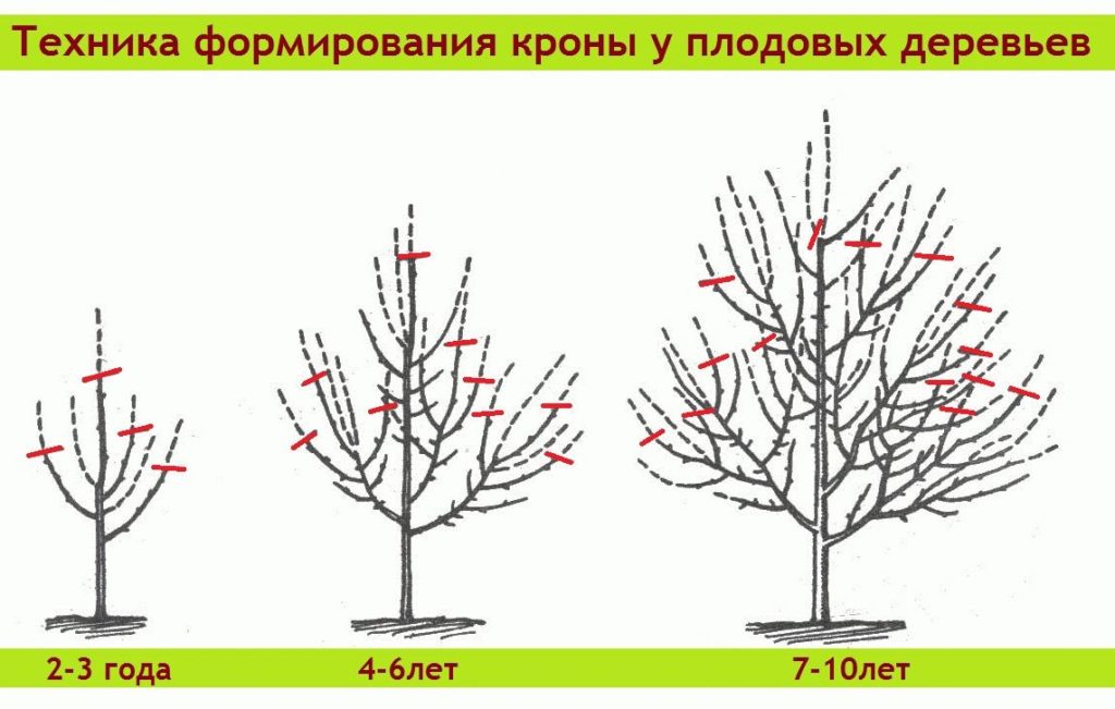 Схема правильного формирования кроны молодой яблони