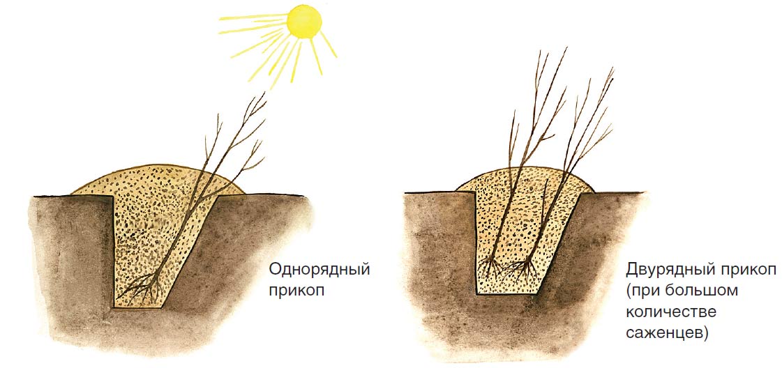 Готовый к зимовке саженец яблони в прикопе