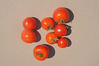 Томат «Хайнц» (Heinz)