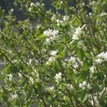 Ирга ольхолистная (Amelanchier alnifolia) виды и сорта ирги