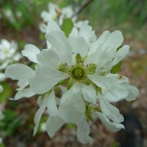Ирга обильноцветущая (Amelanchier florida) виды и сорта ирги