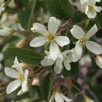 Ирга ютская (Amelanchier utahensis) виды и сорта ирги