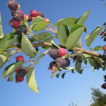 Ирга колосистая (Amelanchier x spicata) виды и сорта ирги