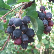 Ирга ольхолистная (Amelanchier alnifolia), сорт «Нортлайн» виды и сорта ирги