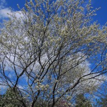 Ирга канадская (Amelanchier canadensis) виды и сорта ирги