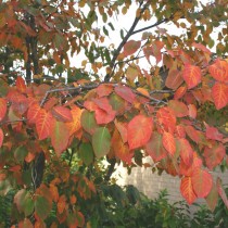 Ирга древовидная (Amelanchier arborea) виды и сорта ирги