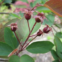 Ирга бартрамовская (Amelanchier bartramiana) виды и сорта ирги