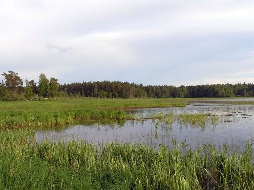 Применение сапропеля как органического удобрения для сада и огорода