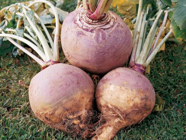 Ko'pchilik tomonidan unutilgan rutabaga katta, oddiy, saqlashga yaroqli va mazali ildiz sabzavotidir.