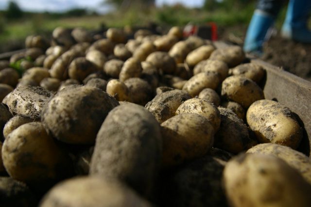 История появления и распространения картофеля в Европе и России