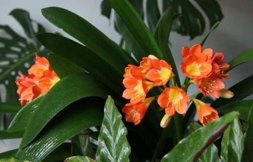 Цветущая кливия на подоконнике