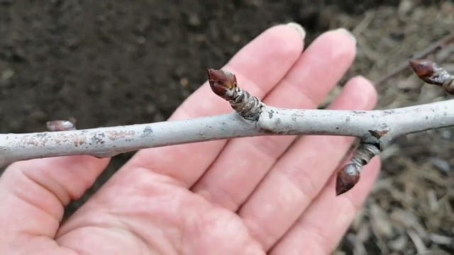 Внешний вид кольчатки с плодовыми почками