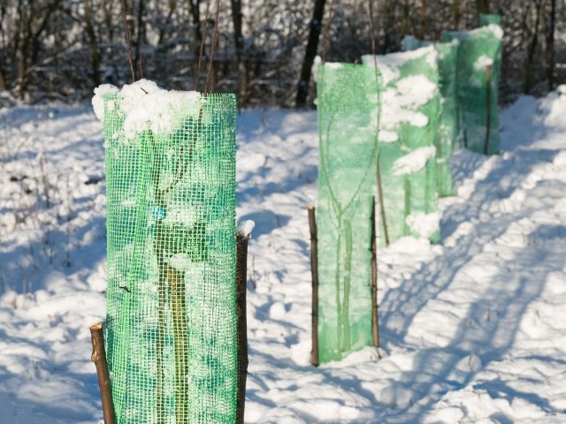 Как защитить молодые саженцы плодовых деревьев от вымерзания и грызунов