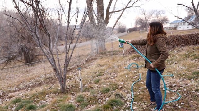 Мульчирование и уход за приствольным кругом