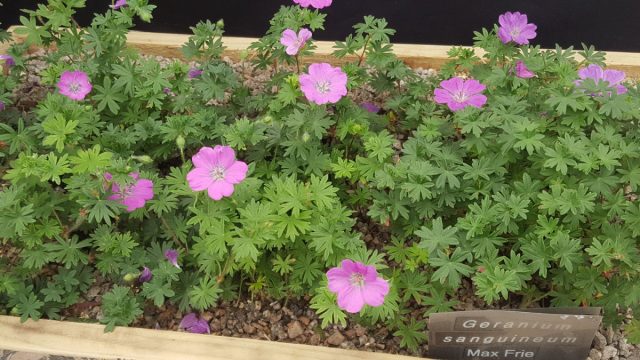 Герань, или журавельник (Geranium) – род однолетних и многолетних трав и полукустарников, относящихся к семейству Журавельниковые, или Гераниевые. Многолетняя садовая герань в ландшафте
