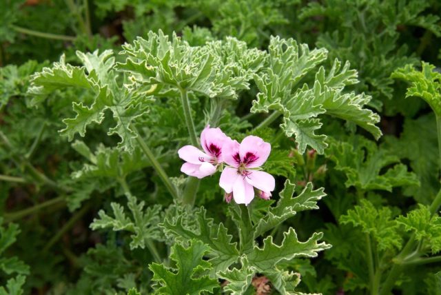 Пеларгония (Pelargonium) – род, включающий как многолетние, так и однолетние кустарники, травы и полукустарники, относящиеся к семейству гераниевые (Geraniaceae). Уход за домашней пеларгонией на подоконнике