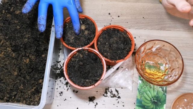 Посев семян в индивидуальные горшки