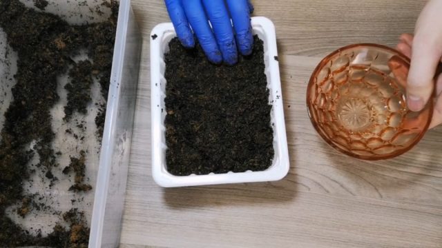 Уход за рассадой банана в парнике
