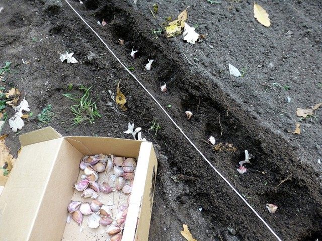 Процесс высадки пророщенного чеснока в грунт