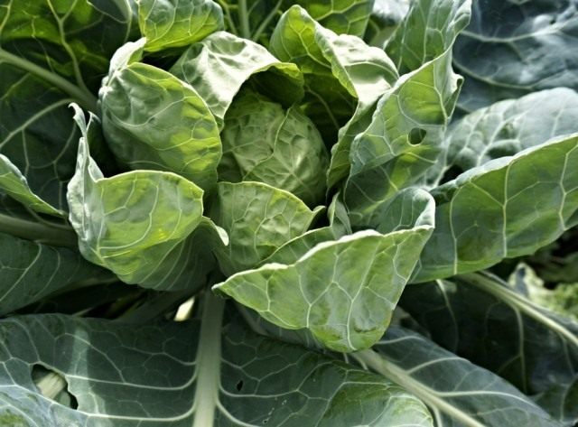 Как ускорить созревание белокочанной капусты на 2 недели