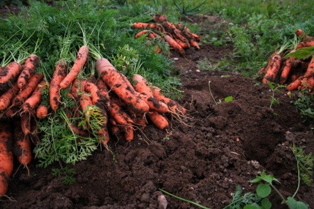 Хранение моркови в песке