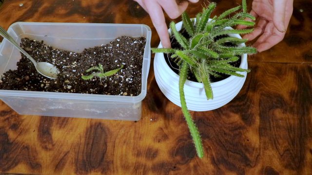 Как вырастить кактус из семян в домашних условиях с нуля пошагово