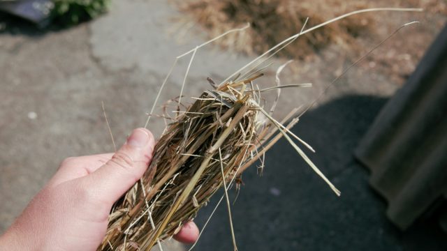 Как правильно заготовить сено на зиму в период активной вегетации