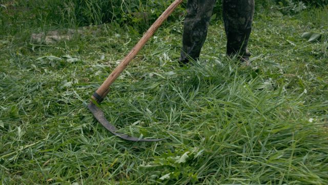 Наилучшим вариантом будет заготовить сено с разнообразным составом трав