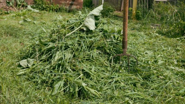 Траву скашивают и оставляют сушиться прямо на поле под солнечными лучами.