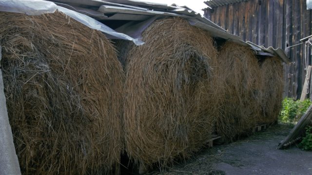 Для сушки под навесом сено раскидывают слоем не более 30 см