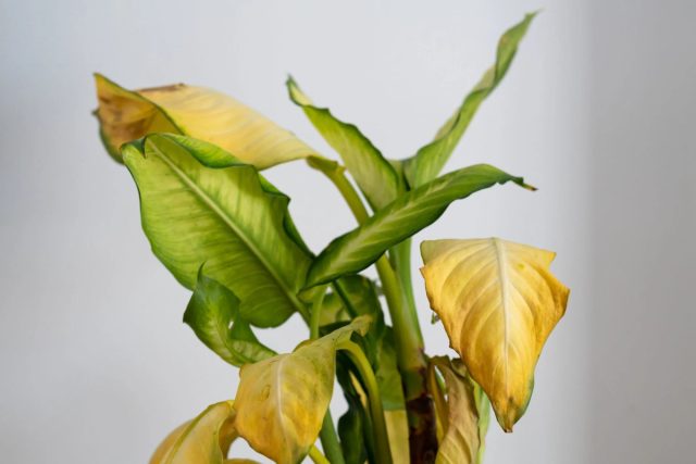Bargli o'simliklarni (ficus yoki dieffenbachia) haddan tashqari sug'orish bilan, petiole dan boshlab, pastki barglarning katta sarg'ayishi kuzatiladi. Fikus barglarida ortiqcha sug'orish belgilari