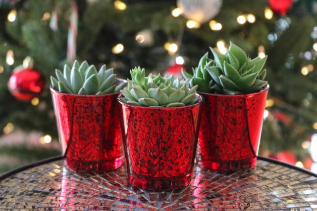 Как украсить комнатные растения к празднику безопасно и стильно
