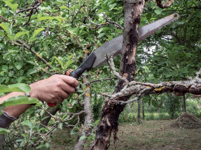 Как восстановить запущенные плодовые деревья методом постепенной обрезки кроны