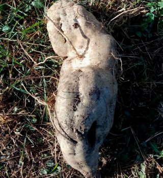 Батат «НБС», добытый из глинистой почвы