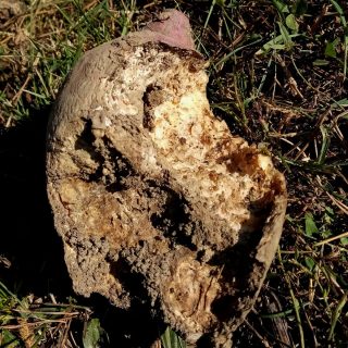 Самые главные конкуренты в борьбе за клубни батата — мыши