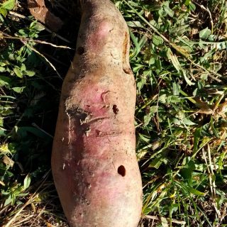 Проволочнику тоже полюбился батат
