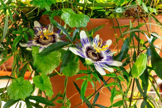 Пассифлора (Passiflora caerulea), сондай-ақ «Кавалер жұлдызы» деп те аталады, көбінесе үйде өсіріледі. Пассифлора гүлі