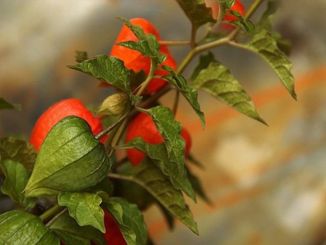Цветущий куст физалиса