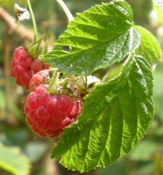 Подкормка кустов малины органическими удобрениями