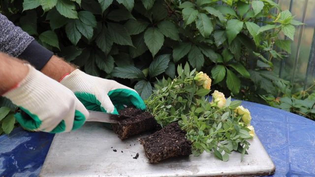 Процесс деления корневой системы розы Кордана